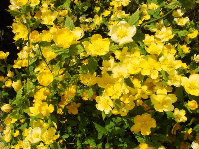Kerria japonica fleur P27